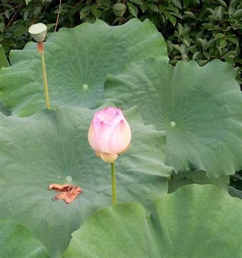 莲花风水|莲子、莲花、莲藕的文化寓意与日常应用